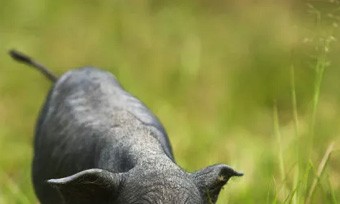 生態農業、生物農業、精準農業，未來農業發展的新趨勢