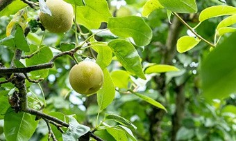 生態農業產業規劃